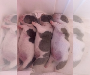 American Bully Litter for sale in COLLEGE PARK, MD, USA