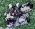 Small Photo #1 Keeshond Puppy For Sale in GREENVILLE, OH, USA