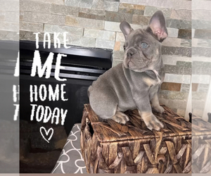 French Bulldog Litter for sale in HOUSTON, TX, USA