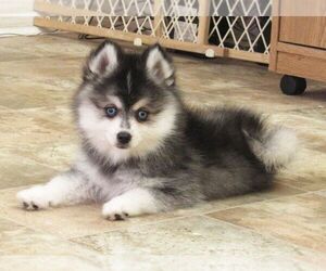 Pomsky Litter for sale in SEBRING, FL, USA