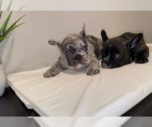 French Bulldog Litter for sale in PHOENIX, AZ, USA