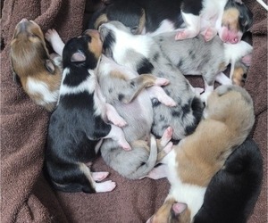 Collie Litter for sale in KINGSPORT, TN, USA