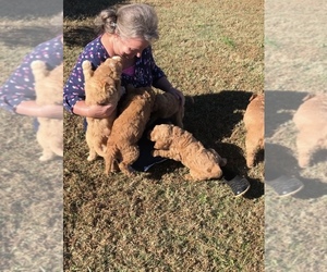 Goldendoodle Litter for sale in QUITMAN, AR, USA