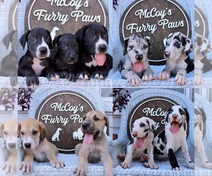 Great Dane Litter for sale in CANTON, TX, USA