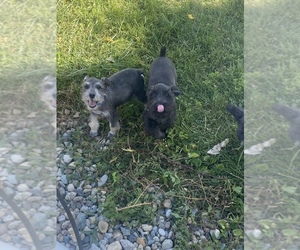Schnauzer (Miniature) Litter for sale in LIBERTY CENTER, IN, USA