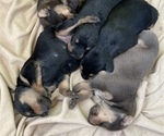 Small Photo #1 Doodleman Pinscher Puppy For Sale in SAN MARCOS, CA, USA