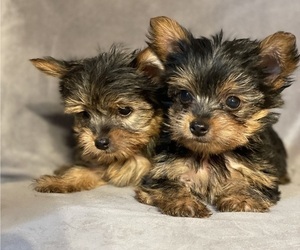 Yorkshire Terrier Litter for sale in SHAKOPEE, MN, USA