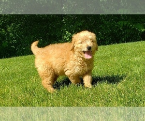 Goldendoodle Litter for sale in MILFORD, MI, USA