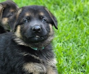 German Shepherd Dog Litter for sale in FRISCO, TX, USA