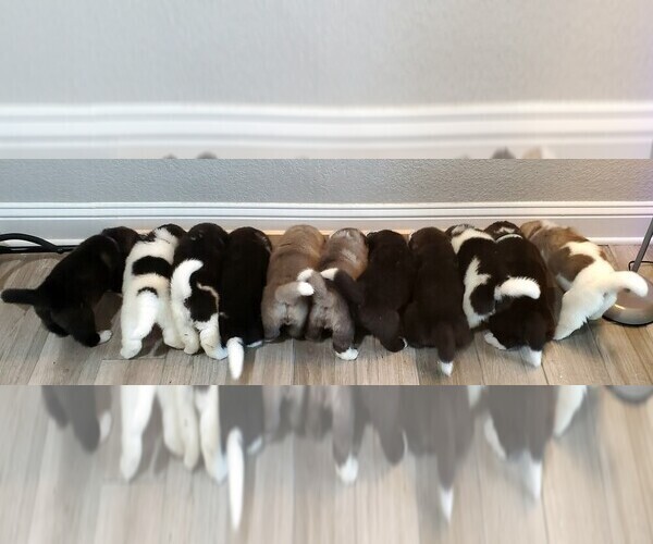 Medium Photo #1 Akita Puppy For Sale in VIDOR, TX, USA