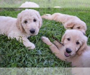 Goldendoodle Litter for sale in OSWEGO, NY, USA