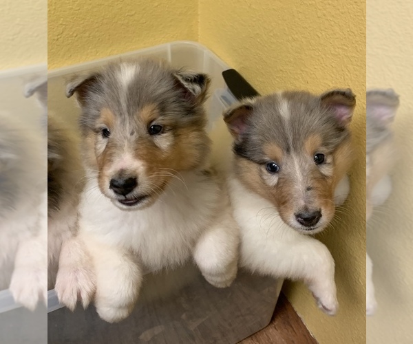 Medium Photo #1 Collie Puppy For Sale in TIMPSON, TX, USA