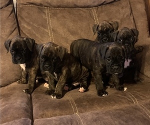 Boxer Litter for sale in MONTREAL, MO, USA