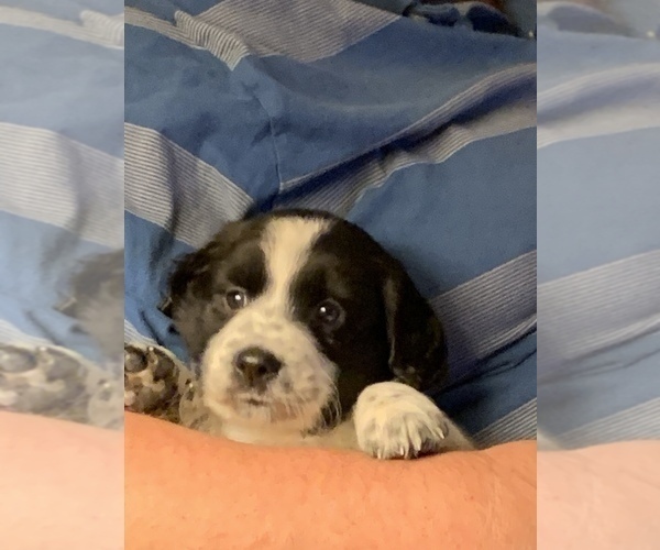 Medium Photo #1 Border Collie-Welsh Springer Spaniel Mix Puppy For Sale in ELLENSBURG, WA, USA