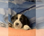 Small Photo #1 Border Collie-Welsh Springer Spaniel Mix Puppy For Sale in ELLENSBURG, WA, USA