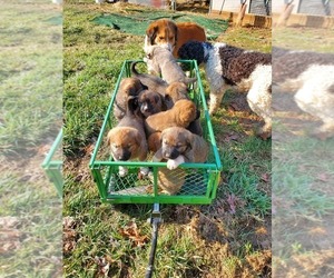 Anatolian Shepherd-Great Bernese Mix Litter for sale in PHILPOT, KY, USA
