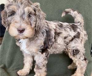 Bernedoodle Litter for sale in FREDERICK, MD, USA