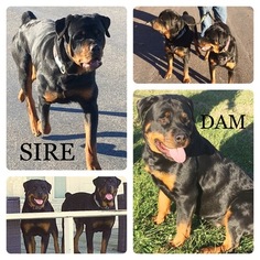 Rottweiler Litter for sale in LIBERTY, MO, USA
