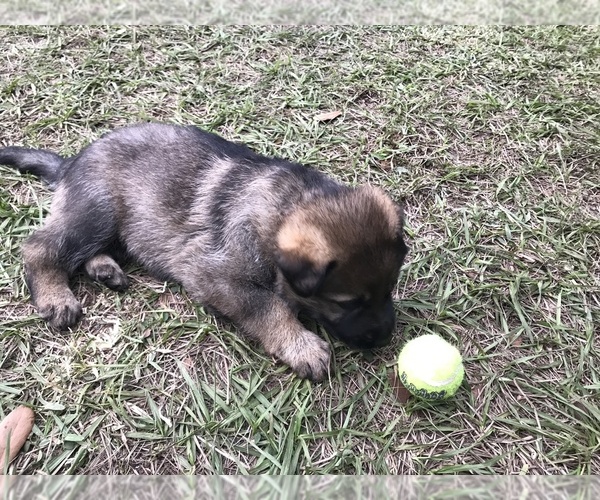 Medium Photo #1 German Shepherd Dog Puppy For Sale in ZEPHYRHILLS, FL, USA