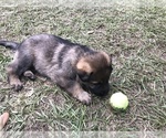 Small Photo #1 German Shepherd Dog Puppy For Sale in ZEPHYRHILLS, FL, USA