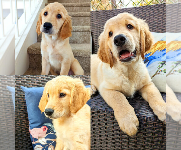 Medium Photo #1 Golden Retriever Puppy For Sale in SAN MARCOS, CA, USA