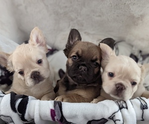 French Bulldog Litter for sale in WHEATFIELD, IN, USA