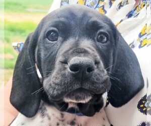 German Shorthaired Pointer Litter for sale in MOSES LAKE, WA, USA
