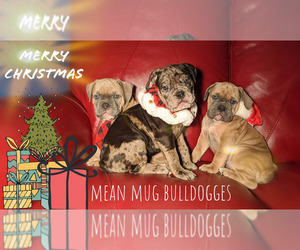 Olde English Bulldogge Litter for sale in LOUISVILLE, KY, USA