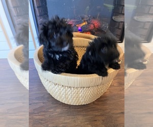Poodle (Toy)-Yorkshire Terrier Mix Litter for sale in FAYETTEVILLE, TN, USA