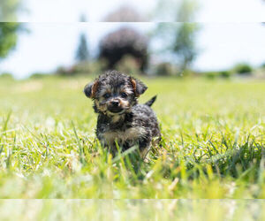 YorkiePoo Litter for sale in WARSAW, IN, USA