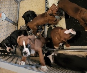 Boxer Litter for sale in KANKAKEE, IL, USA