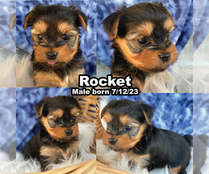 Yorkshire Terrier Litter for sale in FOUNTAIN VALLEY, CA, USA
