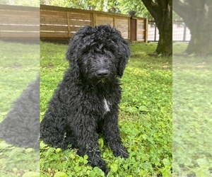Golden Mountain Doodle  Litter for sale in OLD HICKORY, TN, USA