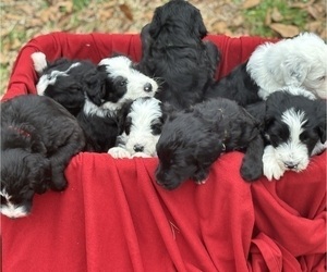 Sheepadoodle Litter for sale in MATHISTON, MS, USA