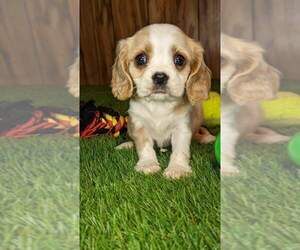 Cavalier King Charles Spaniel Litter for sale in HALF WAY, MO, USA