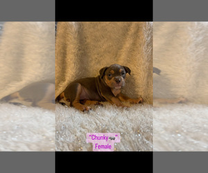 American Bully Litter for sale in PIKESVILLE, MD, USA