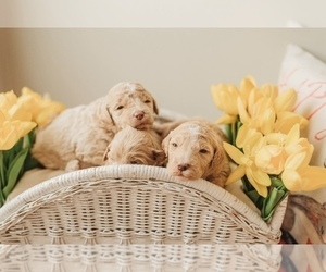 Labradoodle Litter for sale in NICHOLASVILLE, KY, USA
