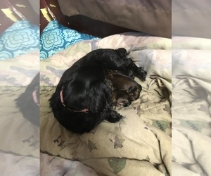 Dachshund Litter for sale in DOTHAN, AL, USA