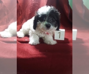 Poo-Ton Litter for sale in SCOTTVILLE, MI, USA