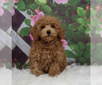 Small Photo #1 Poodle (Miniature) Puppy For Sale in WARSAW, IN, USA