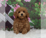 Small Poodle (Miniature)