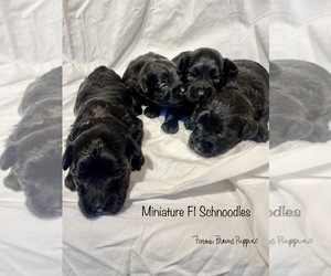 Schnoodle (Miniature) Litter for sale in SEDALIA, MO, USA
