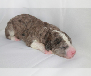 Miniature Bernedoodle Litter for sale in FOXWORTH, MS, USA