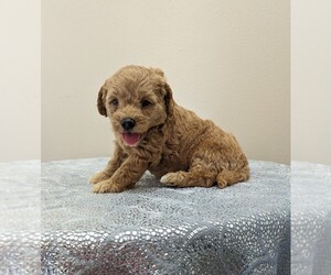 Cockapoo-Poodle (Miniature) Mix Litter for sale in DUNNVILLE, KY, USA
