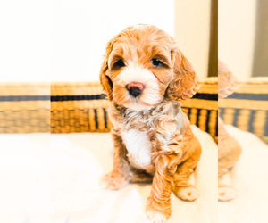 Miniature Labradoodle Litter for sale in LOS ANGELES, CA, USA