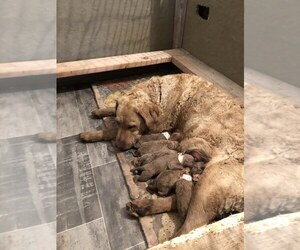 Chesapeake Bay Retriever Litter for sale in GREAT FALLS, MT, USA