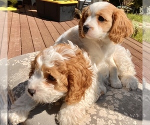 Cavapoo Litter for sale in VANCOUVER, WA, USA
