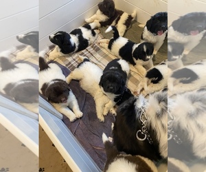 Newfoundland Litter for sale in FOWLERVILLE, MI, USA