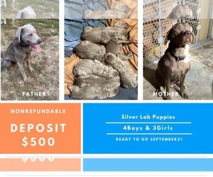 Labrador Retriever Litter for sale in SIOUX FALLS, SD, USA
