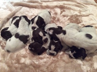 Wirehaired Pointing Griffon Litter for sale in BLUFFTON, OH, USA